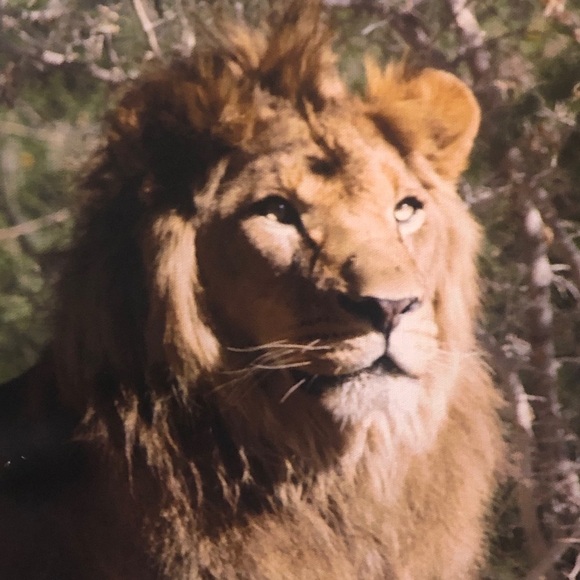 Lion On Canvas. 18” X24” - Picture 2 of 5